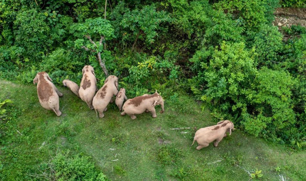 目前雲南野生亞洲象已突破360頭，未來將會創建亞洲象國家公園，圖為野生象群在雲南省普洱市江城縣山林間覓食。（新華社）