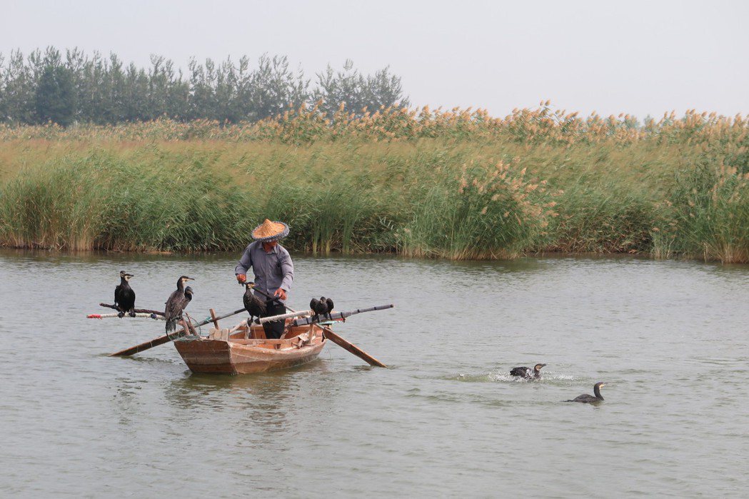 沙湖景區內重現老一輩漁民用漁鷹捕魚的情景。攝影／記者陳政錄