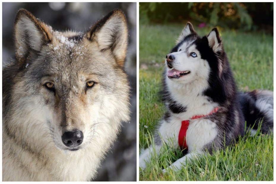 灰狼（左）和哈士奇外型差異大嗎？美聯社、ingimage