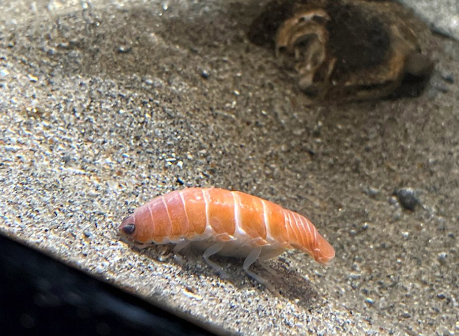 「日本福島藍寶石水族館」內展出一種蝦子品種，外型讓人覺得像極了鮭魚壽司。 圖／日本福島藍寶石水族館推特
