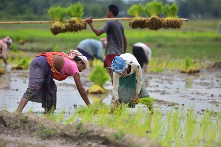 印度部分地區稻米可插秧面積縮至近三年最小，恐造成下一個全球糧食供給危機。（新華社）
