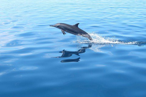 飛旋海豚的糞便為珊瑚帶來營養。 圖／Alexia Pihier via Wiki...