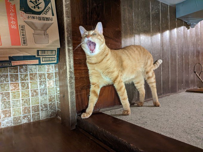 飼主分享一張自家貓咪霸氣獅吼的照片，沒想到背後另有玄機。圖/motikiro2