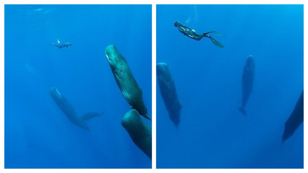 一名水下攝影師與海洋生物研究團隊拍到超稀有抹香鯨集體睡覺照。 (圖/取自IG)