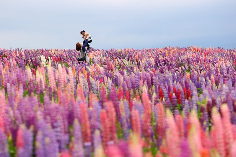北海道幅員遼闊，是日本知名的觀光景點。圖為北海道富良野花景。 歐新社