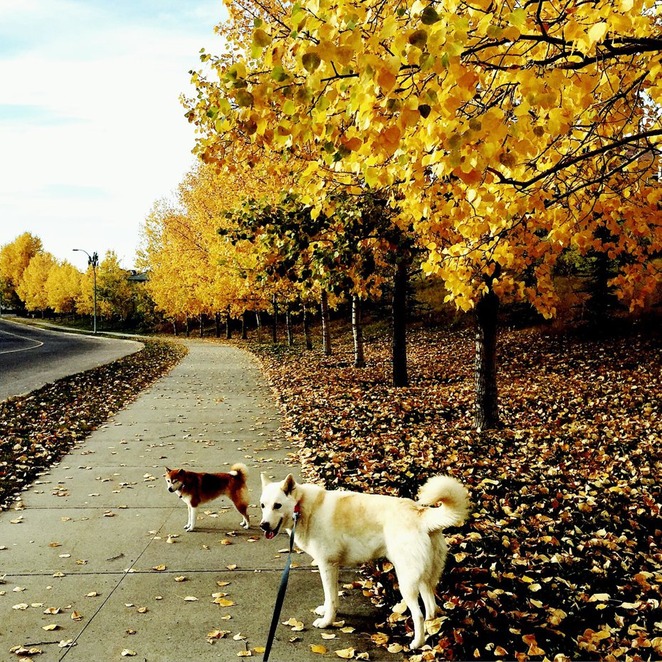 家鄉的四季很分明，秋天便是滿路落葉。小時候在課本上讀到：踩著落葉沙沙聲。來到的加拿大，才知道原來是這種聲音。帶著狗在秋天的季節散步，享受冬天將至前的溫和。（圖／洛心　提供）
