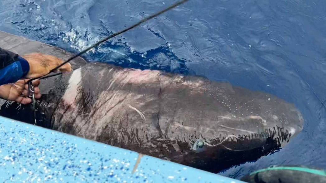 有研究團隊撈上一隻身長3.5公尺的格陵蘭鯊，已知是目前地表最長壽的脊椎動物。 (圖/取自臉書粉專「livescience」)