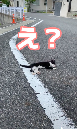 日本有網友在路上看見一隻小貓在面前「倒下翻肚」。圖／＠melxchayxgul