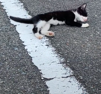 母女倆發現停在路邊躺下的小貓非常親人。圖／＠melxchayxgul