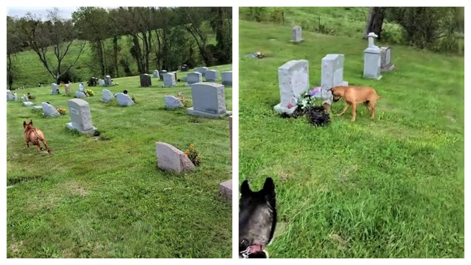 一隻米克斯狗狗從來沒有忘記過世5年的奶奶，每次去墓園悼念時牠總是能第一個找到奶奶的墓碑。 (圖/取自影片)