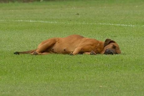 一隻狗狗躺在足球場中間的草皮上呼呼大睡。 (圖/取自推特)