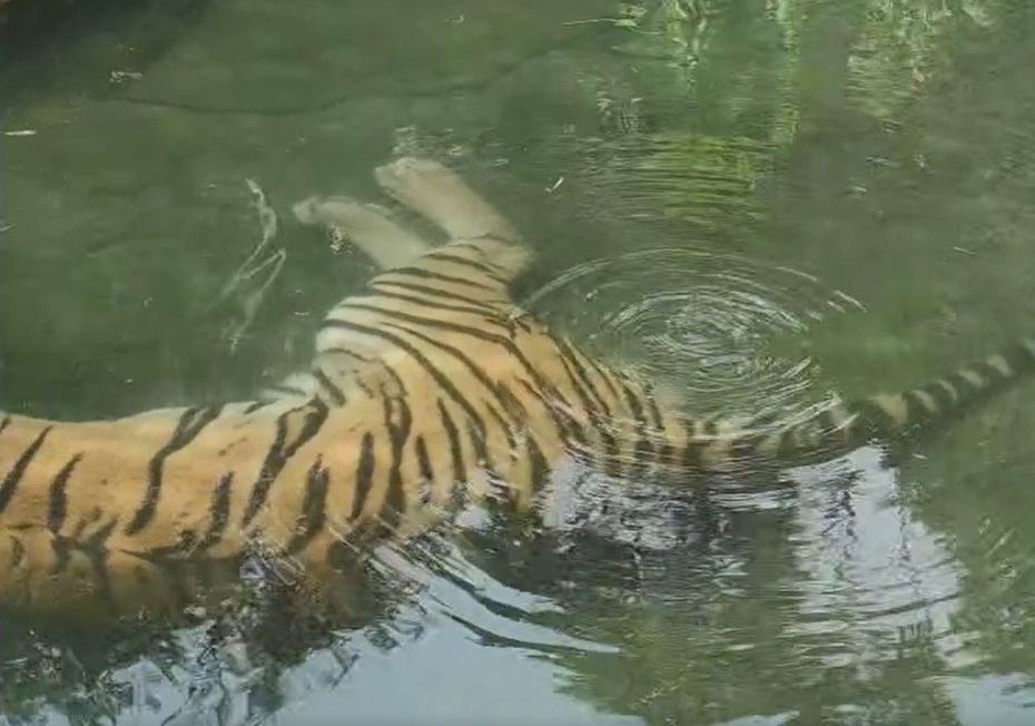 一隻東北虎被拍到在水池裡泡著的時候狂放屁。 (圖/取自影片)