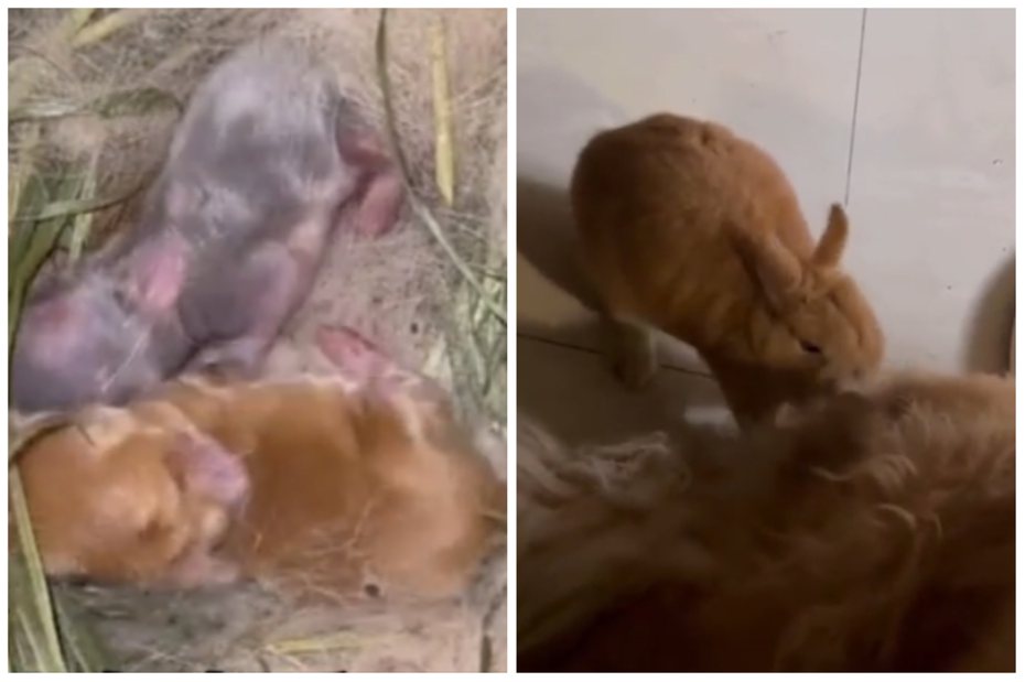 一隻兔媽媽剛生產要做窩，居然跑去拔黃金獵犬的毛。圖取自微博