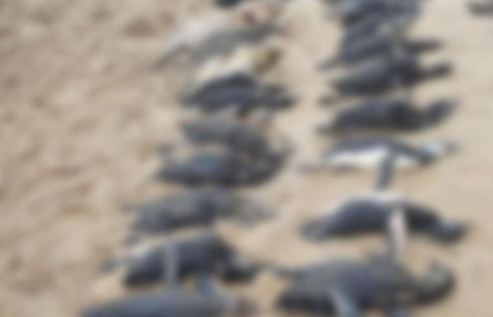 一大群麥哲倫企鵝因為強烈颶風來襲，陳屍岸上幾乎全部死亡。 (圖/取自巴西郵報)