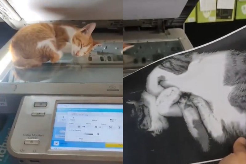 貓咪睡在影印機上，不知不覺中被人類印下睡夢中的模樣。圖擷自@TweetsOfCats