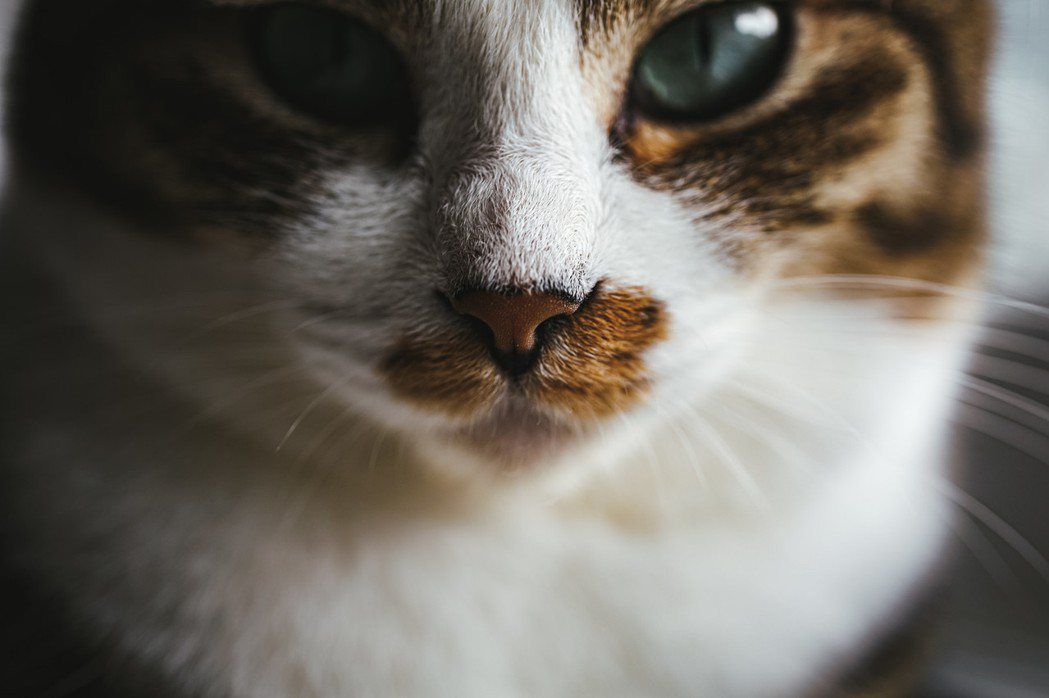 家貓會用一種獨特的聲音，像是「開心呼嚕搭配高音喵」的「呼嚕喵」有效喚起爸媽注意力。 (圖/Pakutaso)