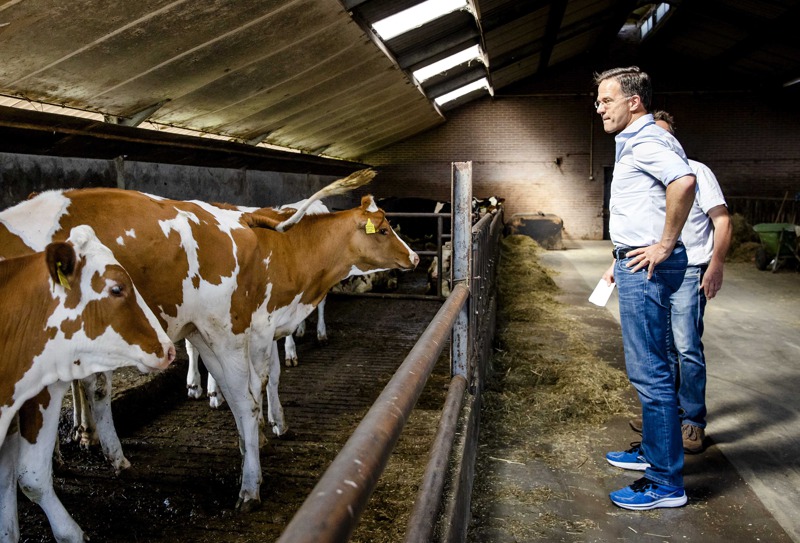 荷蘭總理呂特今年7月18日造訪東南部皮爾一間牧場。歐新社