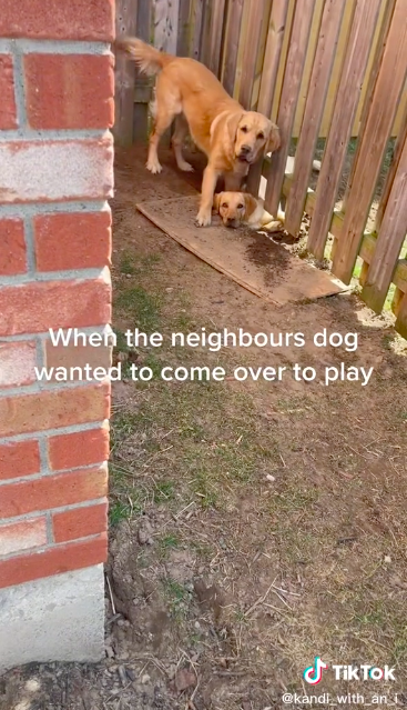 國外一名飼主拍下兩隻狗狗拼命想從柵欄底下挖出通道的影片。圖/@kandi_with_an_i