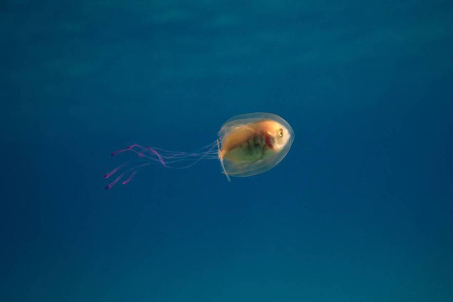 一名攝影師浮潛時拍到一隻魚跑進水母身體裡面操控牠游泳。 (圖/取自IG)
