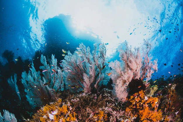 全球氣候暖化造成的海洋熱浪是全球珊瑚所面臨最急迫的威脅，亦是導致造礁珊瑚大量減少...