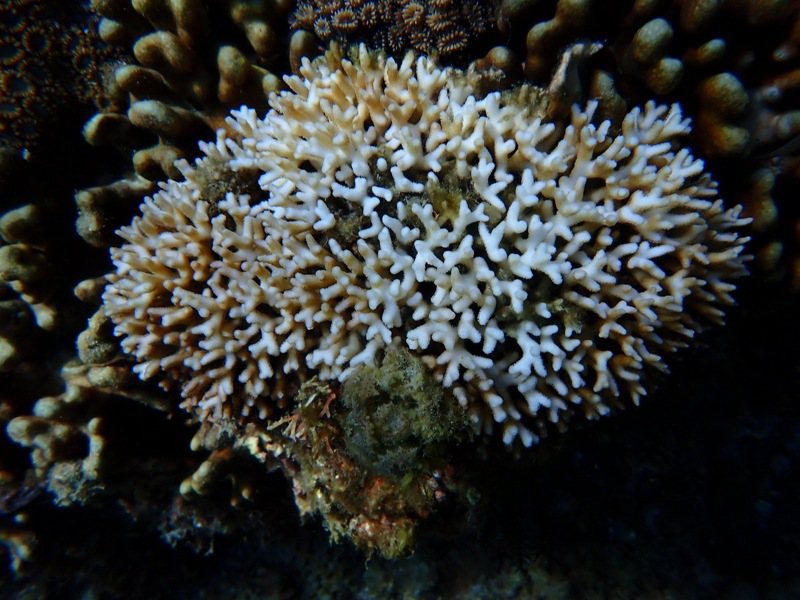 海洋保育署今天表示，據美國NOAA珊瑚礁觀測資料顯示，因全球氣候暖化，台灣南部海域接下來1至8周將進入2級警戒，北部海域則為1級警戒。圖／海保署提供