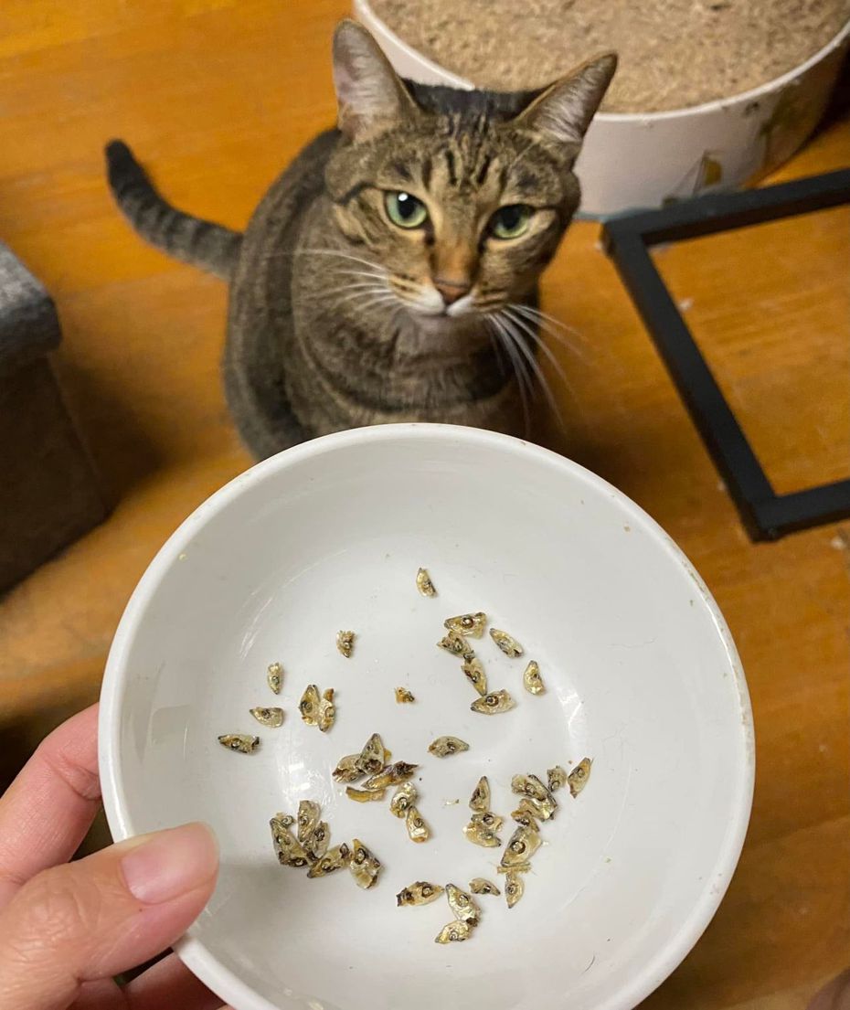 有網友分享自己飼養的虎斑貓MiMi挑食的過程。圖／網友 陳亮亮授權提供