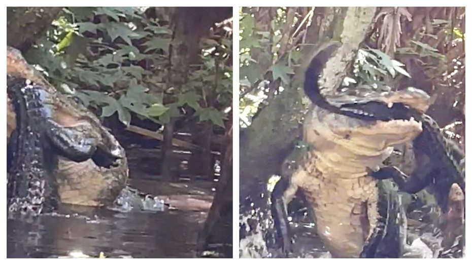 一名女子目擊到鱷魚正在撕咬同伴的驚悚畫面，大隻的鱷魚將小隻鱷魚咬進嘴裡瘋狂甩動，最後將其撕成碎塊吃下。 (圖/取自臉書社團「Alligators of Florida)