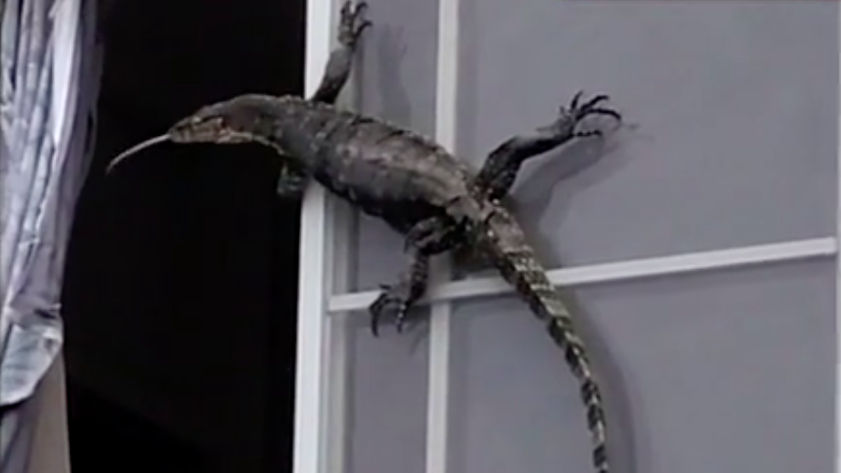 日本東京一處民宅外一隻超大型蜥蜴嚇壞路過民眾。圖／日テレNEWS