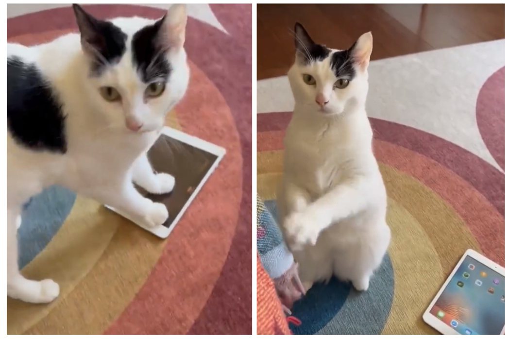貓咪沒辦法繼續玩平板，求主人幫忙。圖取自微博