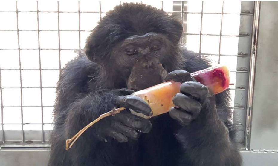 圖為之前天熱，壽山動物園請吃冰，黑猩猩「莉忠」認真端詳手中的七彩冰棒。記者林璉／翻攝