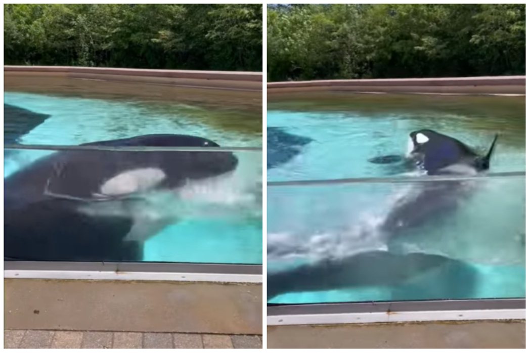 虎鯨獨自在泳池生活超過10年，孤獨地用頭撞牆。圖取自臉書