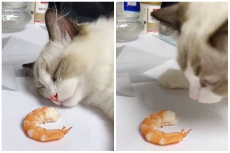 睡著的貓咪面前擺了一隻蝦子，居然還沒睡醒「搶先開吃」。圖取自微博