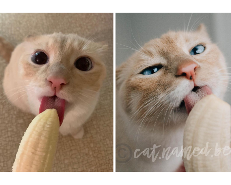 國外一隻貓咪非常喜歡吃香蕉。圖/cat.named.bean