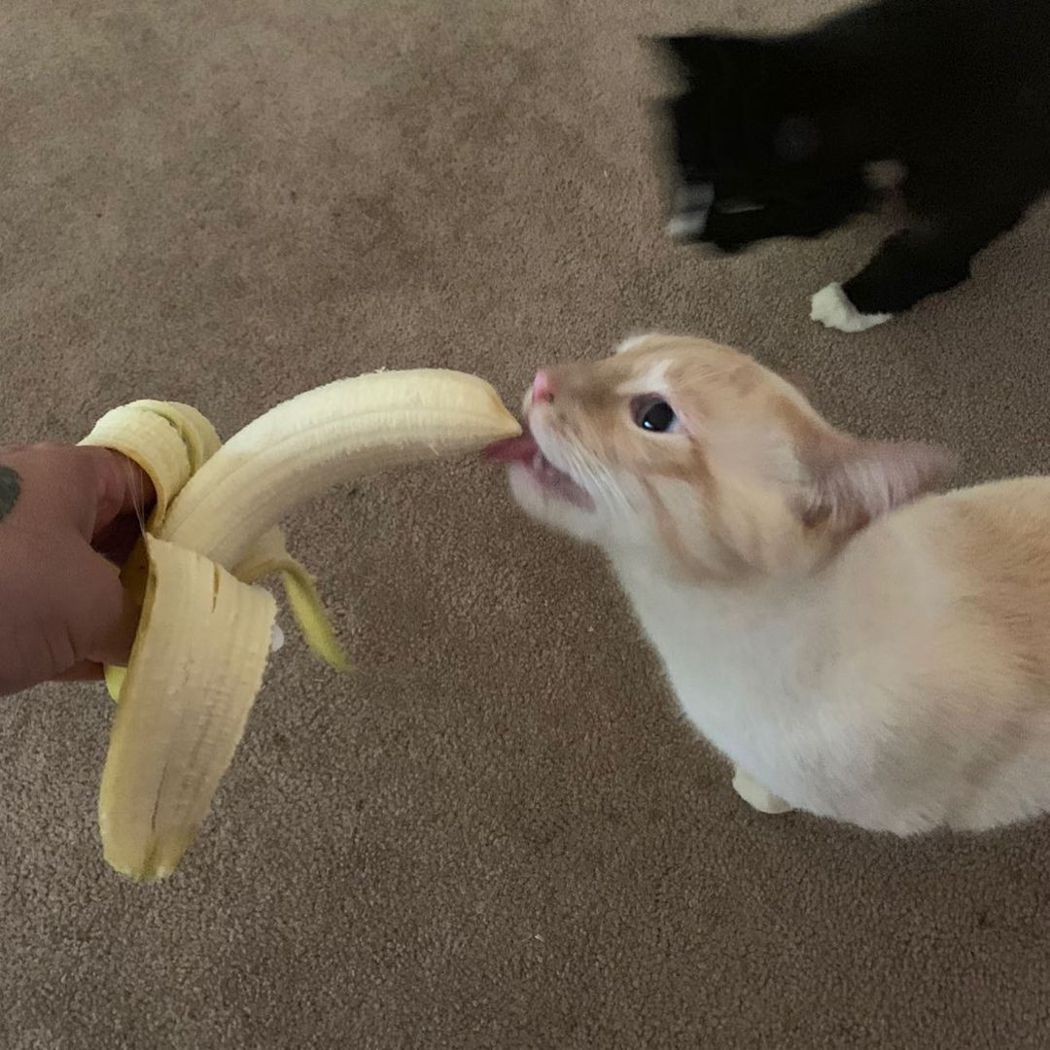 Bean是家裡面對香蕉最感興趣的貓咪。圖/cat.named.bean