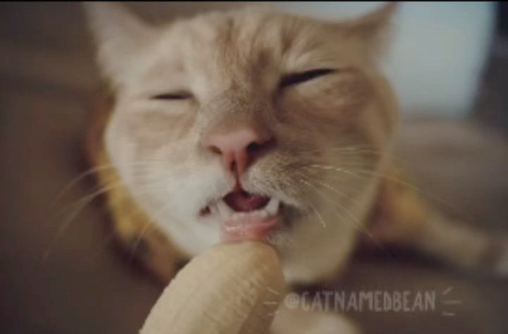 貓咪瞇眼吃香蕉的表情看起來十分陶醉。圖/cat.named.bean