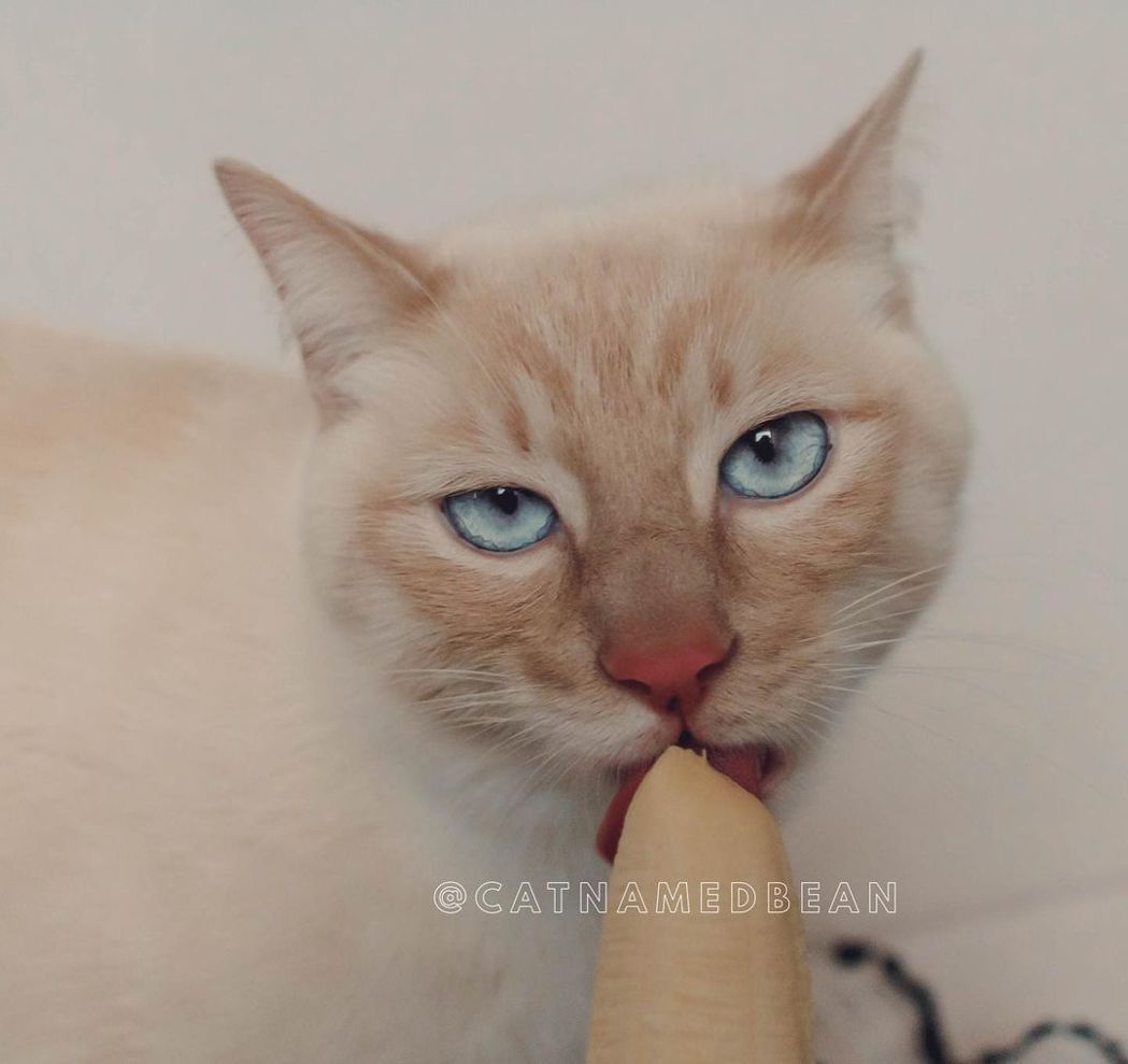 貓咪舔香蕉投入的眼神，令網友直呼有點無法直視。圖/cat.named.bean