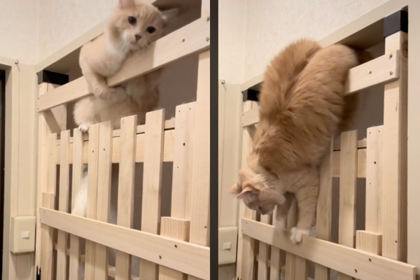 日本一隻「貓貓蟲」溜出了主人製作的柵欄。圖／alice_heero_