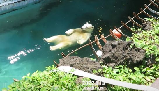 一隻動物園裡的北極熊為了消暑，居然跳進漂漂河裡面玩耍，一臉舒適的全身放鬆躺在水裡隨著水流漂動，就像是坐在游泳圈上一般舒適。 (圖/取自推特)