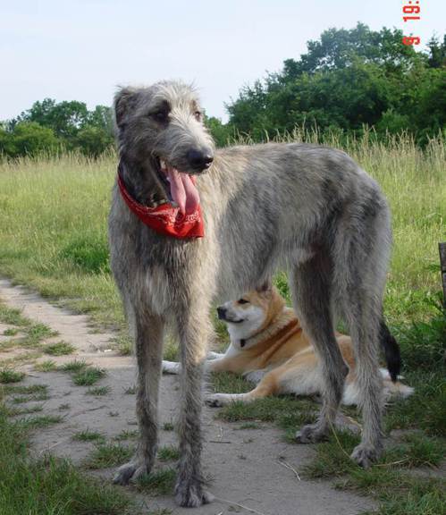 愛爾蘭獵狼犬是世界上最高的狗。圖取自維基百科