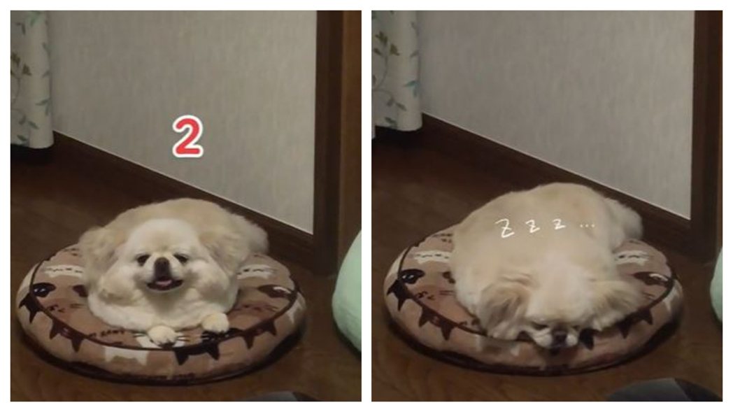 一隻可愛的白色狗狗超想睡，趴在睡墊上準備進入夢鄉，但看到主人一直盯著自己還是很想玩，過了5秒最終不敵睡意直接斷電。 (圖/取自影片)