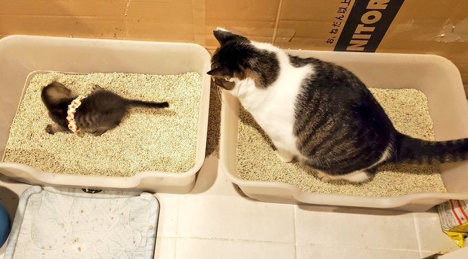 飼主分享家裡較年長的貓咪陪著小貓上廁所的畫面。圖／@MichiruF