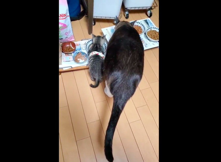 大小貓依偎在一起吃飯的背影融化不少網友。圖／@MichiruF