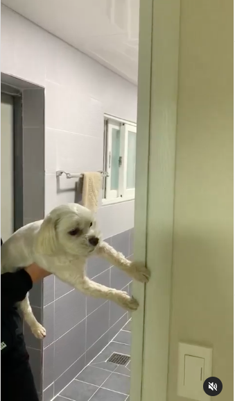 被抓進浴室之前的狗狗彷彿生無可戀。圖／＠0oo_b_d