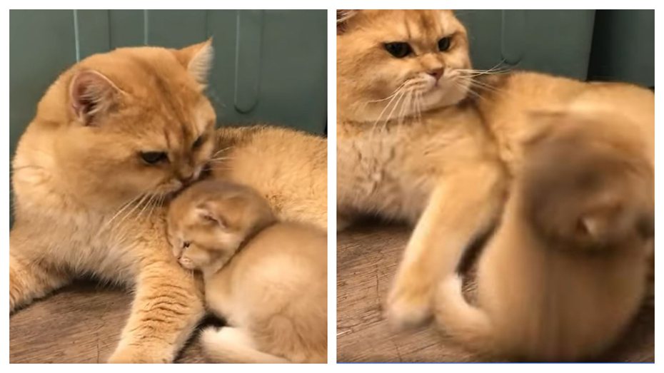 一隻公橘貓正在看顧自己的小孩，只見公貓輕輕舔小貓咪的頭為他梳毛，但小貓在爸爸懷裡相當不安份，一直不斷拒絕爸爸的舔舔，最後貓爸爸不高興了，直接一腳把小奶貓踹飛。 (圖/取自影片)