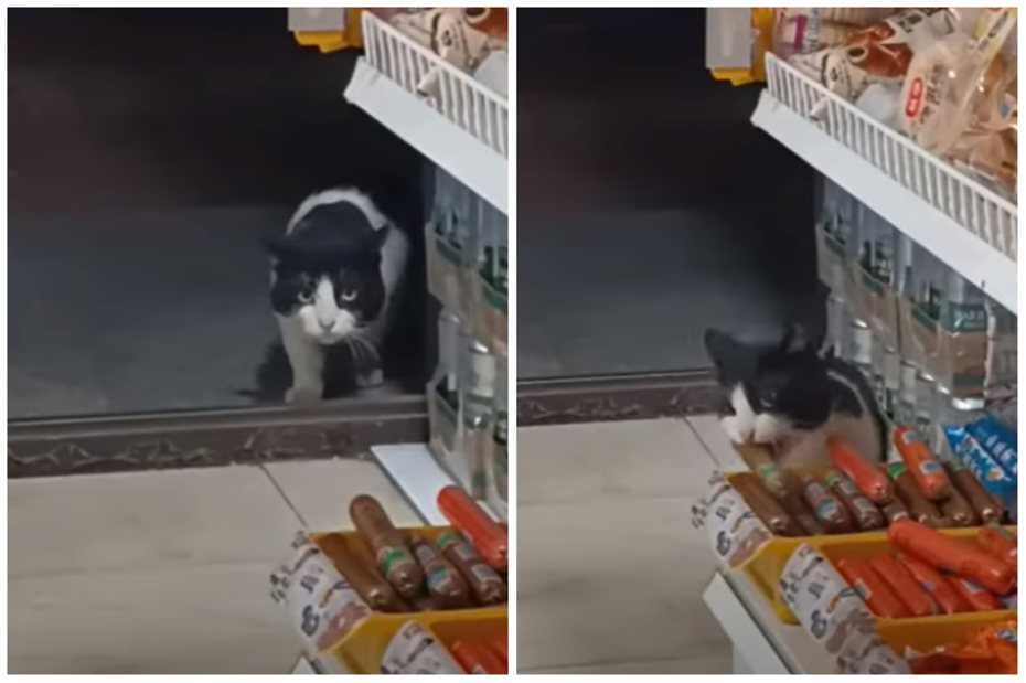 流浪賓士貓每天都偷跑進雜貨店偷火腿腸，一偷就是半個月。圖取自微博