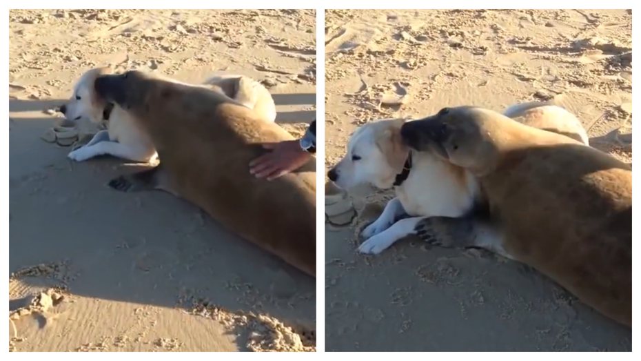 一隻海豹在沙灘上看到一名男子牽著有些微胖的愛犬散步，海豹就像是看到同伴一樣開心，立刻小跑步過去想要跟狗狗搭訕抱抱。 (圖/取自影片)
