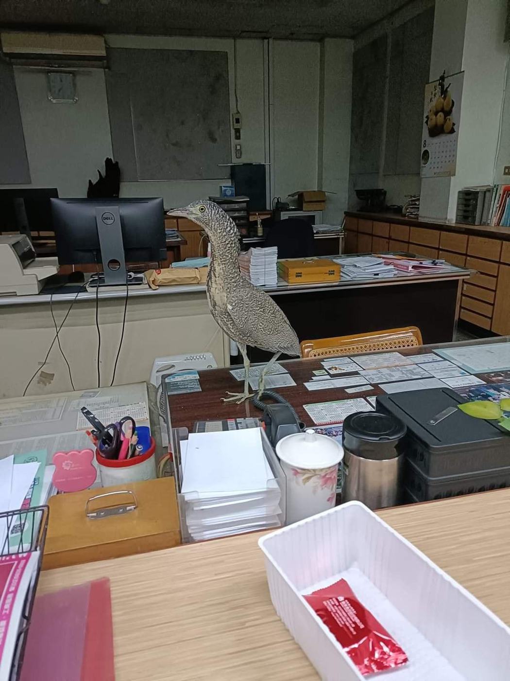 辦公室意外出現菜鳥新同事。圖擷自爆料公社