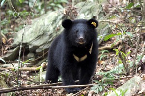 為了解台灣黑熊是否也遭受微塑膠汙染，綠色和平減塑專案主任唐安和入山嚮導走了3天，最終收集到19坨黑熊大便，又花3天走下山。圖／林務局提供