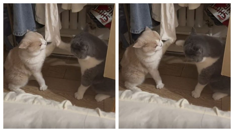 兩隻有些中廣身材的貓咪疑似意見不合鬧不愉快，竟伸出貓貓拳開始打架，但伸出貓貓拳的力氣卻相當無力。 (圖/取自影片)
