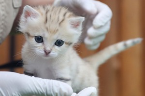 小奶貓因為養起來麻煩，比較少人認養。圖為今年2月在兵庫縣的神戶動物王國出生的沙漠貓。路透